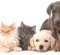 Dogs cats laying down