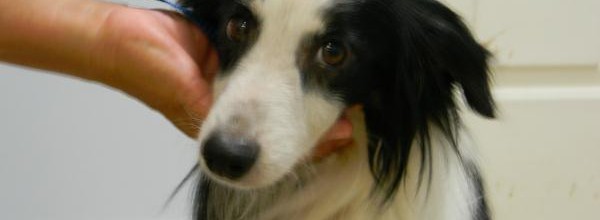 Jordan The Aussie Rescue Dog