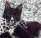 Charlie-62-600-web