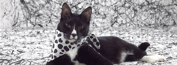 Charlie-62-600-web
