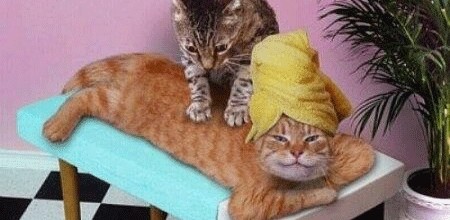 cat spa massage
