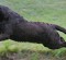 labrador retriever jpg 600