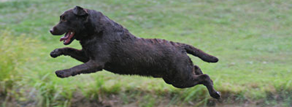 labrador retriever jpg 600