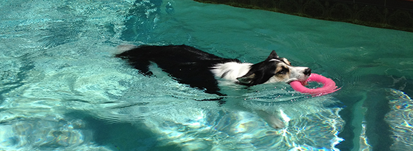 Holiday Going for A Swim in the Pool