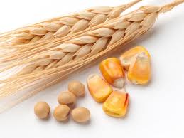 http://www.thewholepetdiet.com/wp-content/uploads/2012/12/corn-and-wheat.jpg