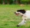dog running