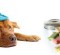 dog water bottle on head canister treats