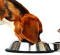 cat-dog-eating-out-of-bowl-full-bodies
