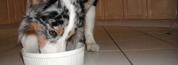 Dog Eating Dinner